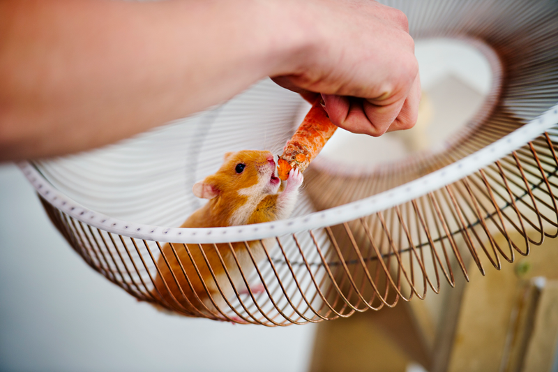Illustration for article titled It Takes A Very Special Hamster To Steer A Truck